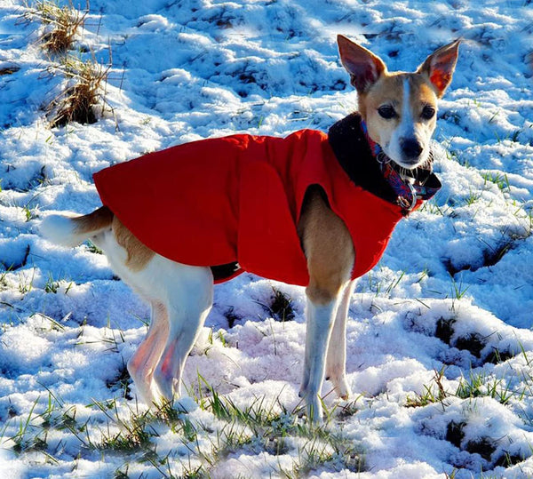 Thick Winter Dog Jacket,Lightweight Waterproof Windproof Winter Dog Coat, Warm Dog Vest with Two Layers of Wool Lining